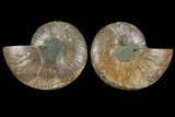 Agatized Ammonite Fossil - Madagascar #111480-1